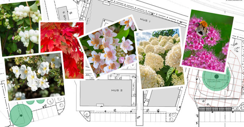 Bilder på växter på en karta över byggområdet