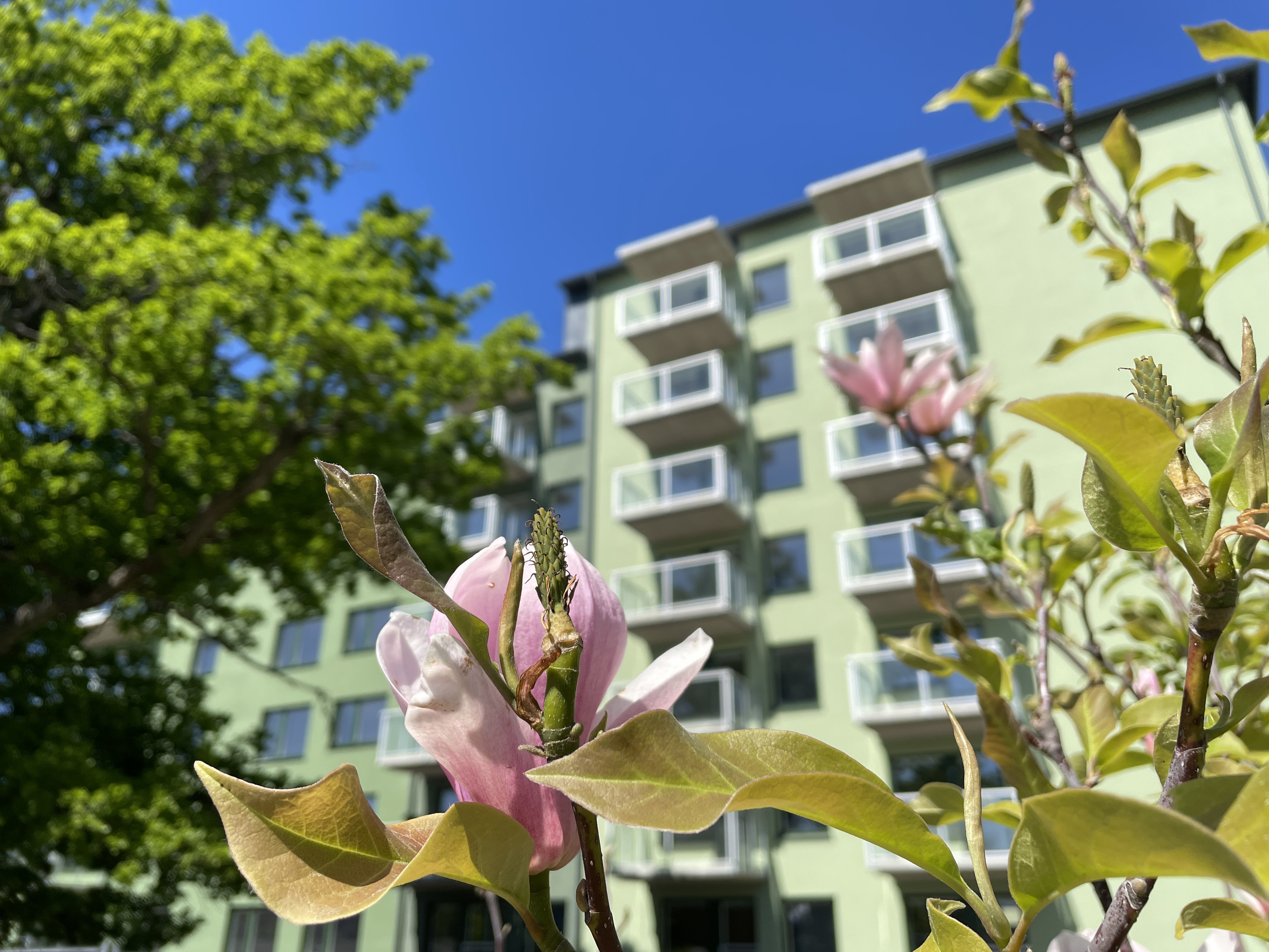 Grön fasad mot klarblå himmel