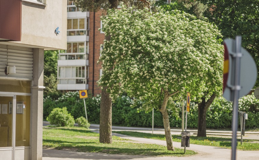 Träd och hörnet på huset Kungen 9, Norströmsväg 2-10.
