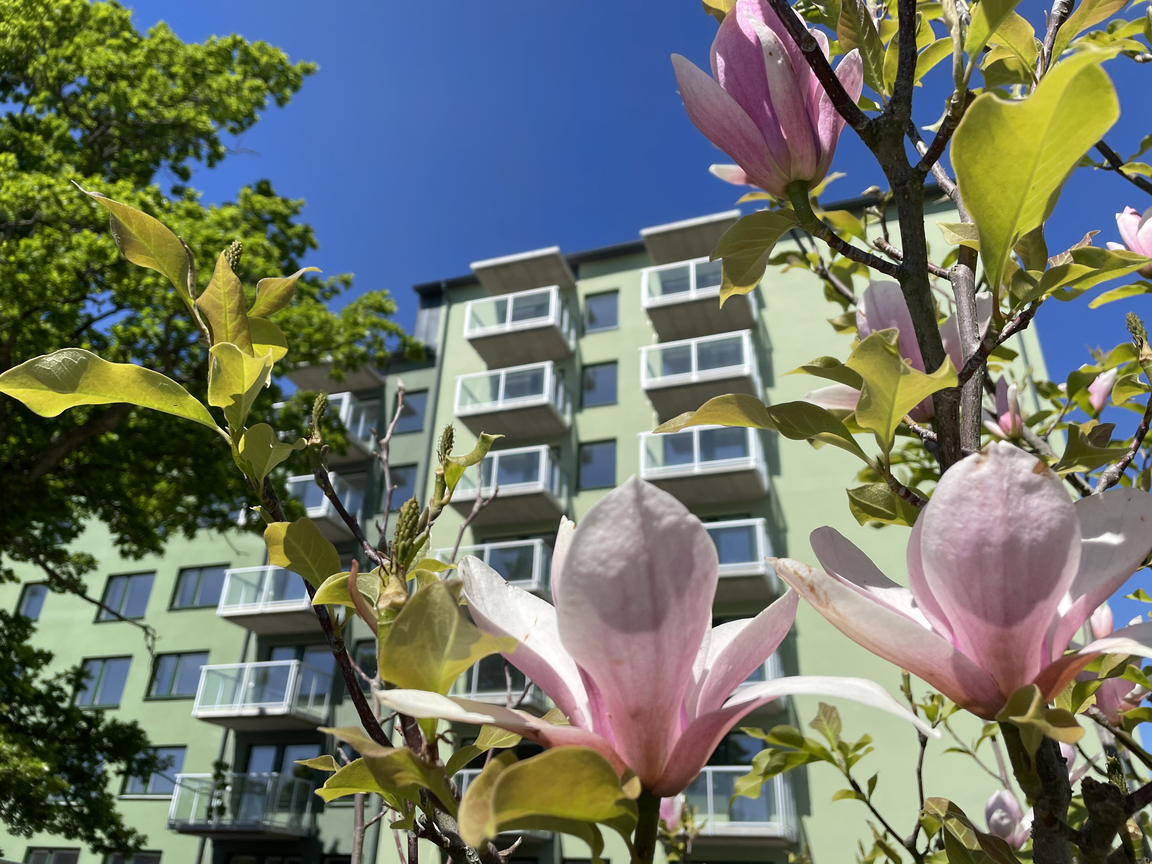 Grön fasad mot klarblå himmel