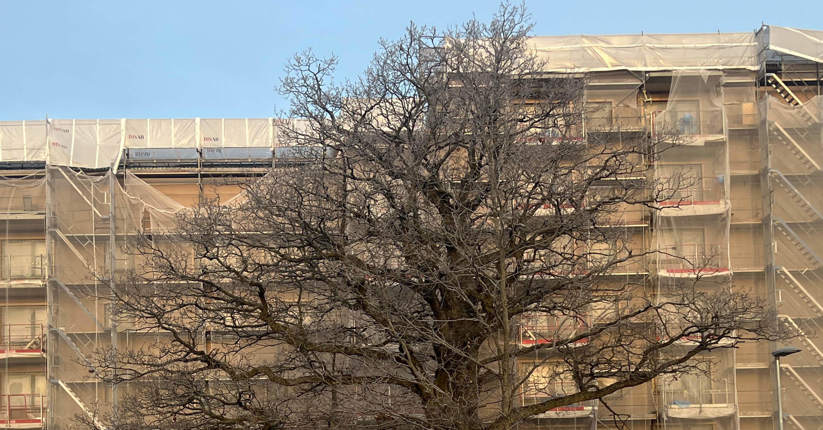 ek framför fasaden vid nybyggt hus