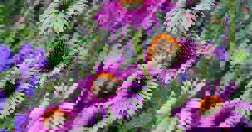 Humla på en sommarblomma