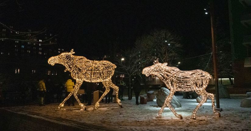 Ljusälgar i Flemingsberg.