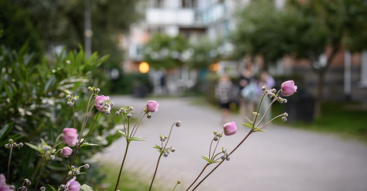 Grönska på gård i centrala Huddinge